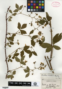 Rubus rixosus image