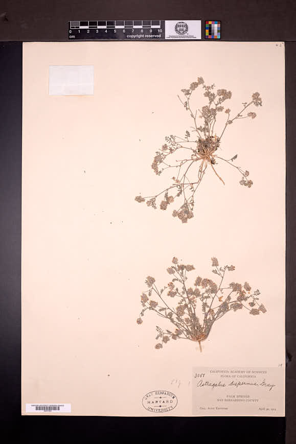 Astragalus didymocarpus var. dispermus image
