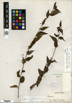 Ayenia aliculata image