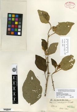 Solanum oocarpum image