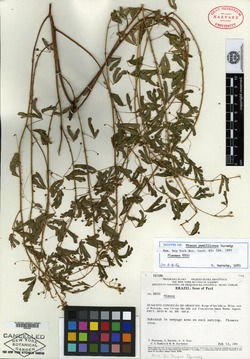 Mimosa rufescens image