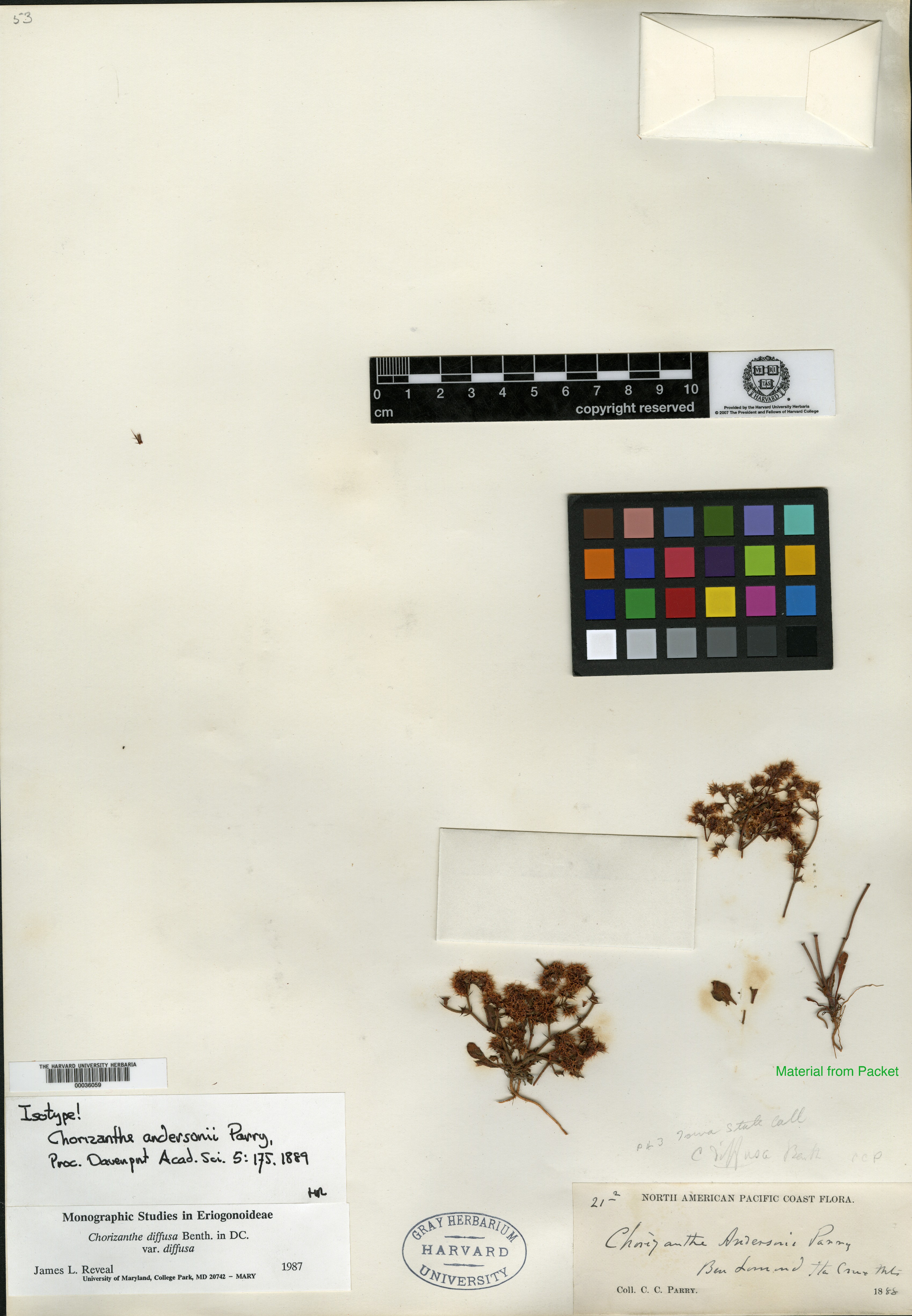 Chorizanthe andersonii image