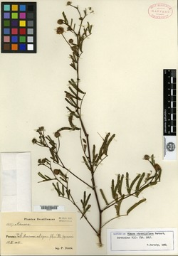 Mimosa strobiliflora image