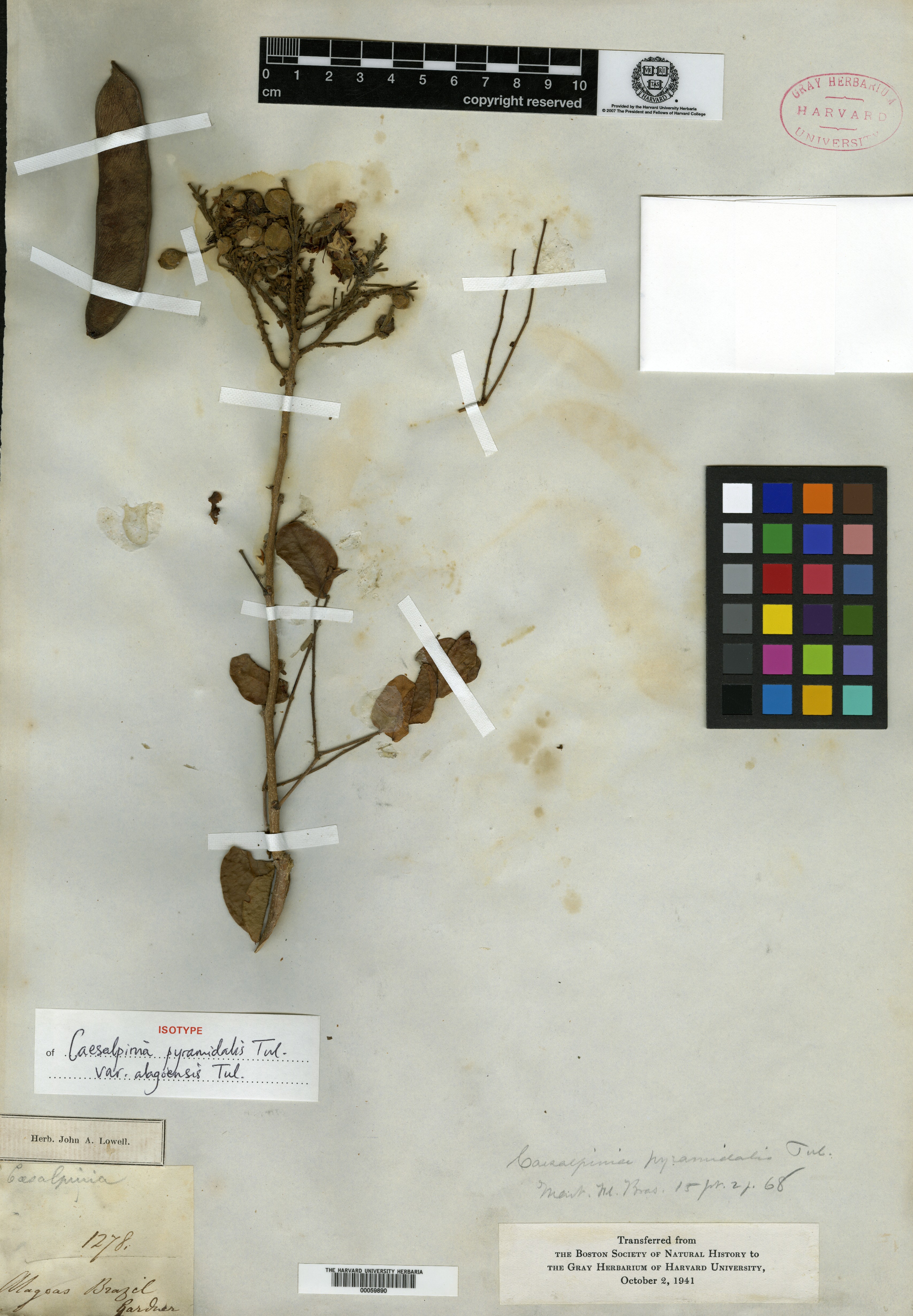 Caesalpinia urophylla image