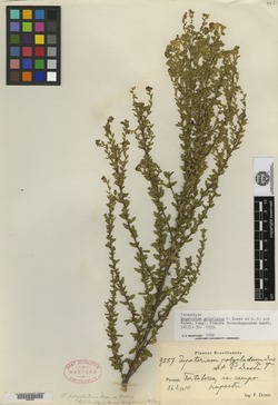 Hatschbachiella polyclada image