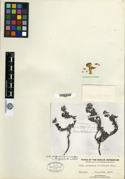 Astragalus vagus image