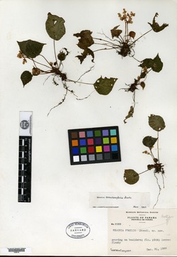 Begonia pumilio image