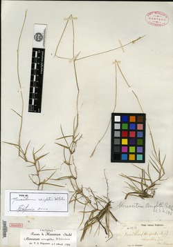 Mesosetum wrightii image