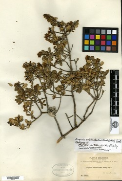 Myrtus osteomeloides image