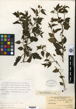 Solanum tredecimgranum image