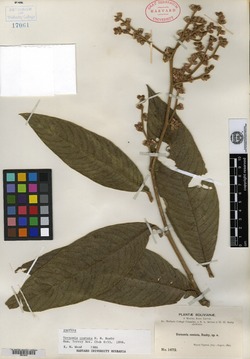 Vernonia costata image