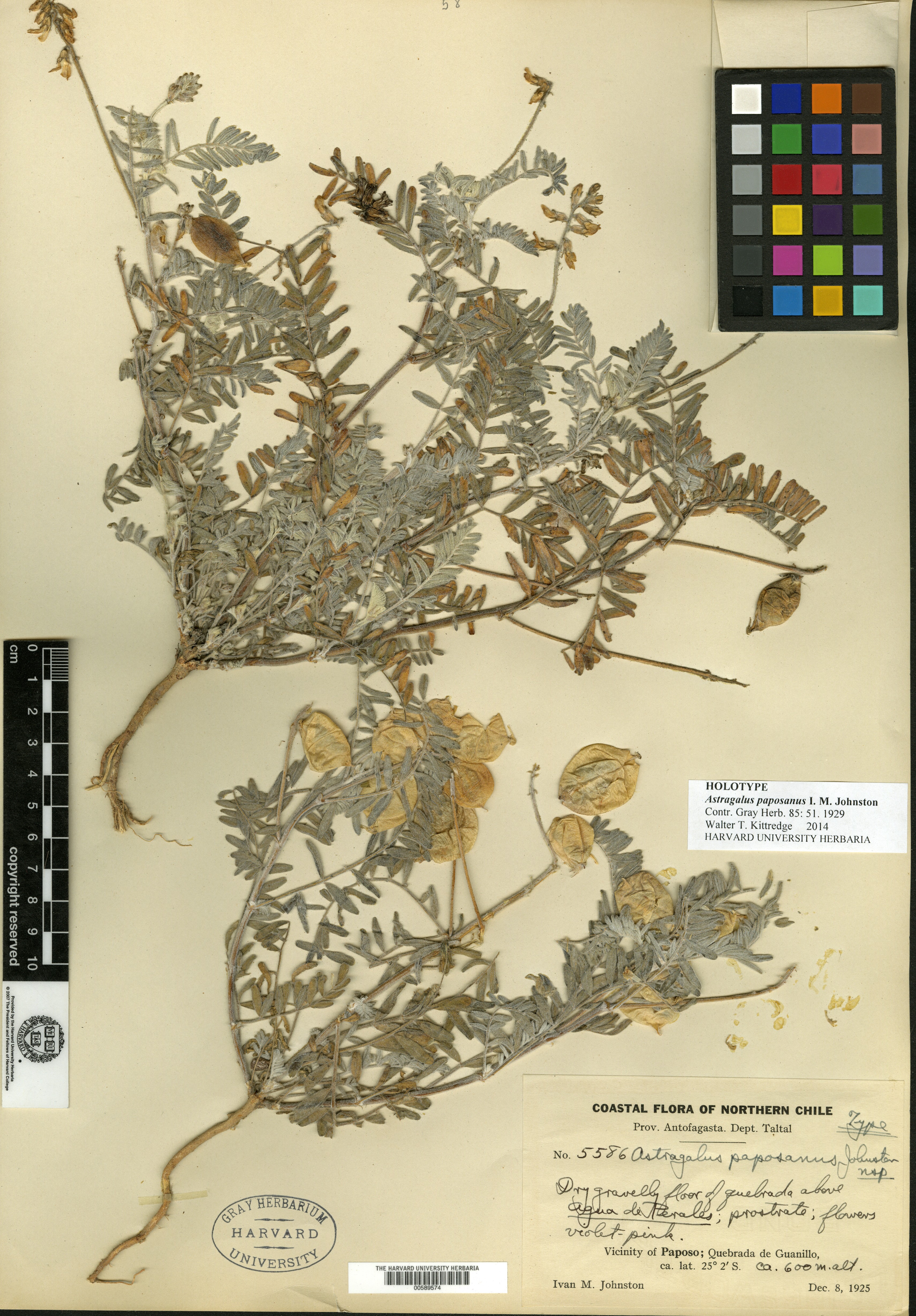 Astragalus peterae image