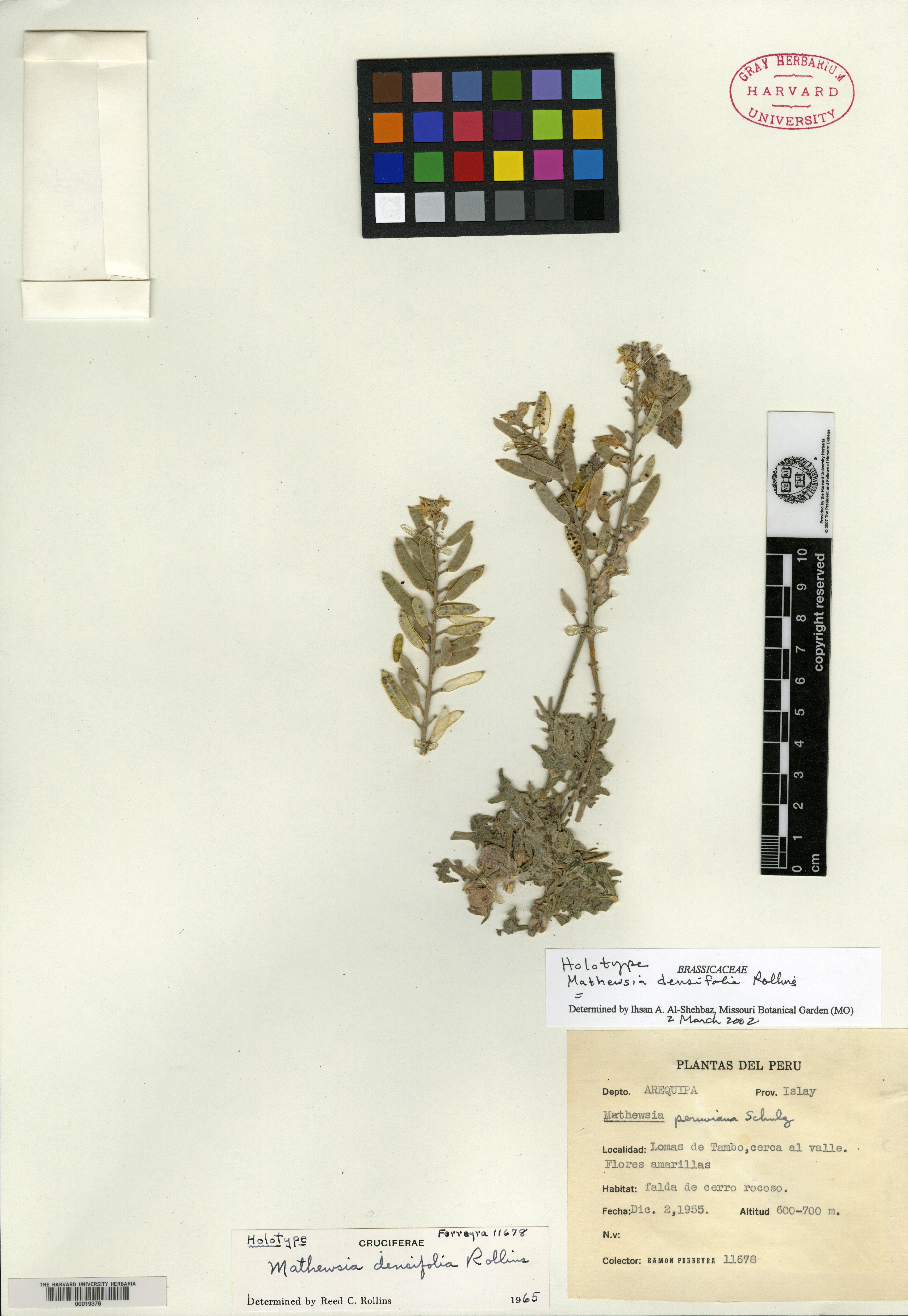 Mathewsia densifolia image