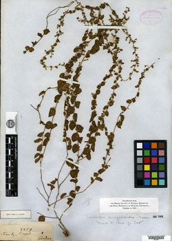 Evolvulus anagalloides image