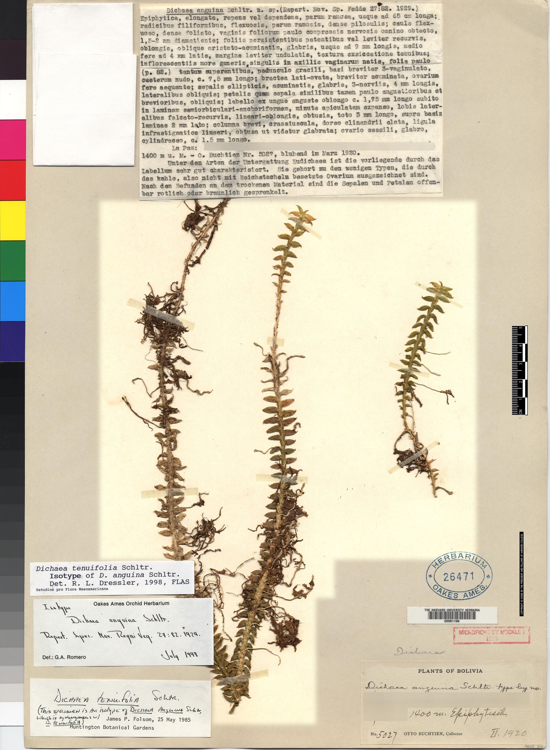 Dichaea trinitensis image