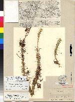 Dichaea trinitensis image
