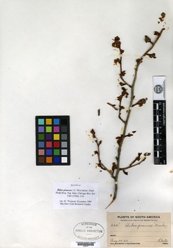 Ribes praecox image