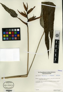 Heliconia faunorum image