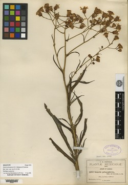 Senecio prionopterus image