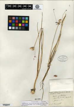 Allium canadense var. ovoideum image