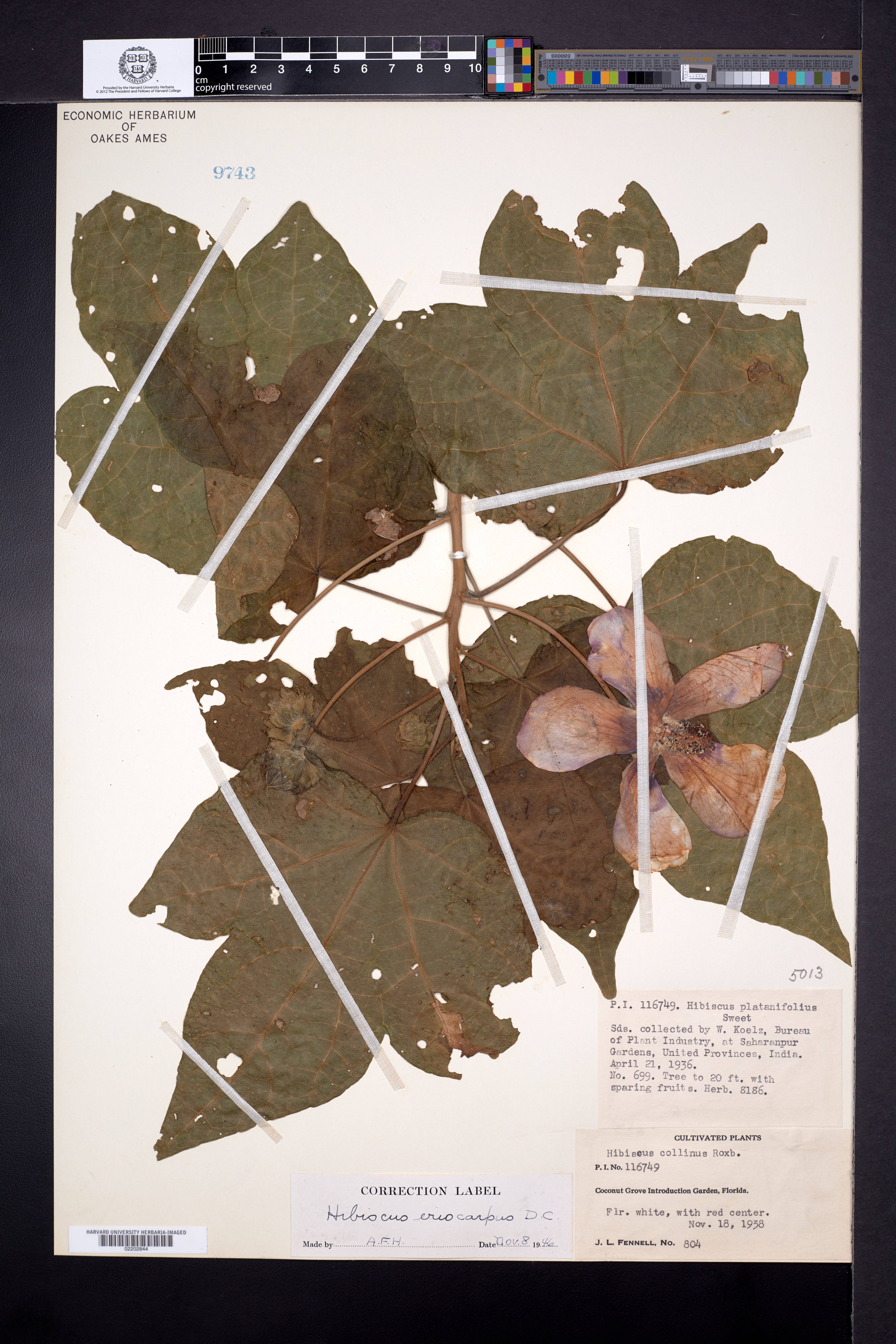 Hibiscus platanifolius image