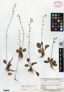 Utricularia calycifida image