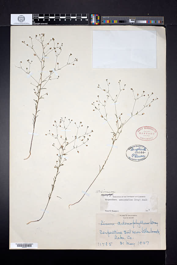 Hesperolinon adenophyllum image