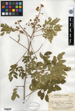 Leucaena pallida image