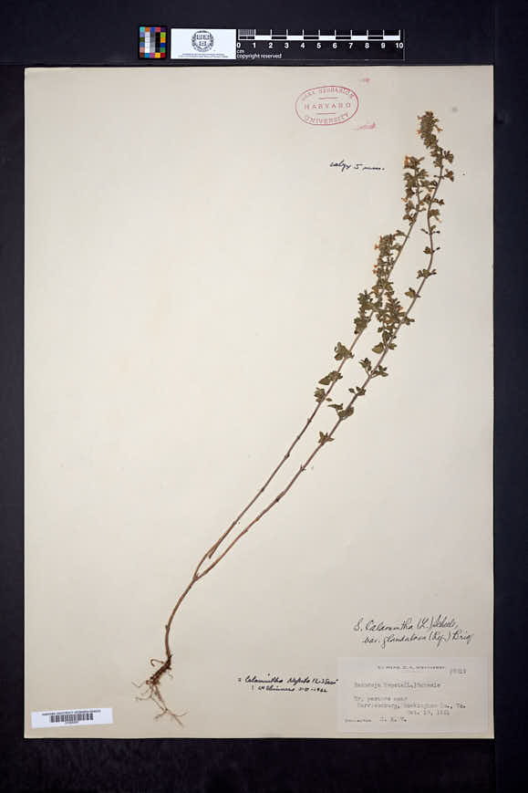 Clinopodium nepeta subsp. spruneri image