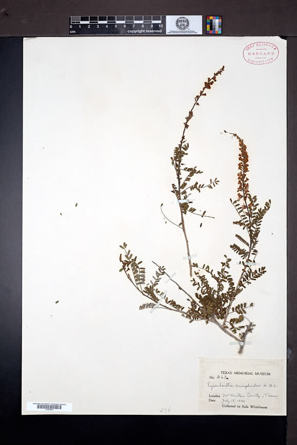 Eysenhardtia amorphoides image