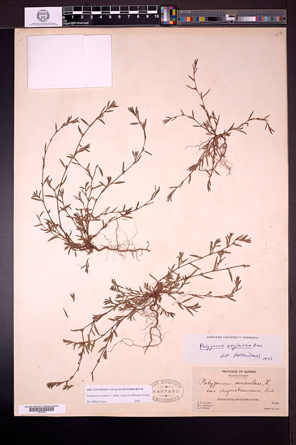 Polygonum aviculare subsp. neglectum image