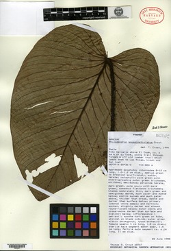Philodendron squamipetiolatum image