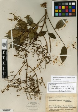 Zanthoxylum petiolare image