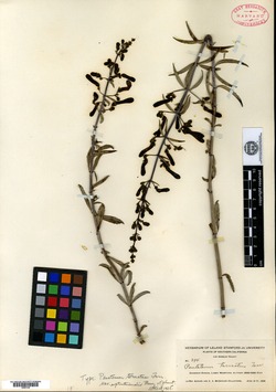 Keckiella ternata var. septentrionalis image