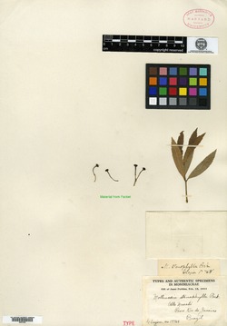 Mollinedia stenophylla image