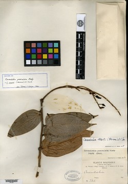 Cavendishia urophylla image