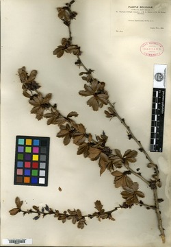 Berberis phyllacantha image