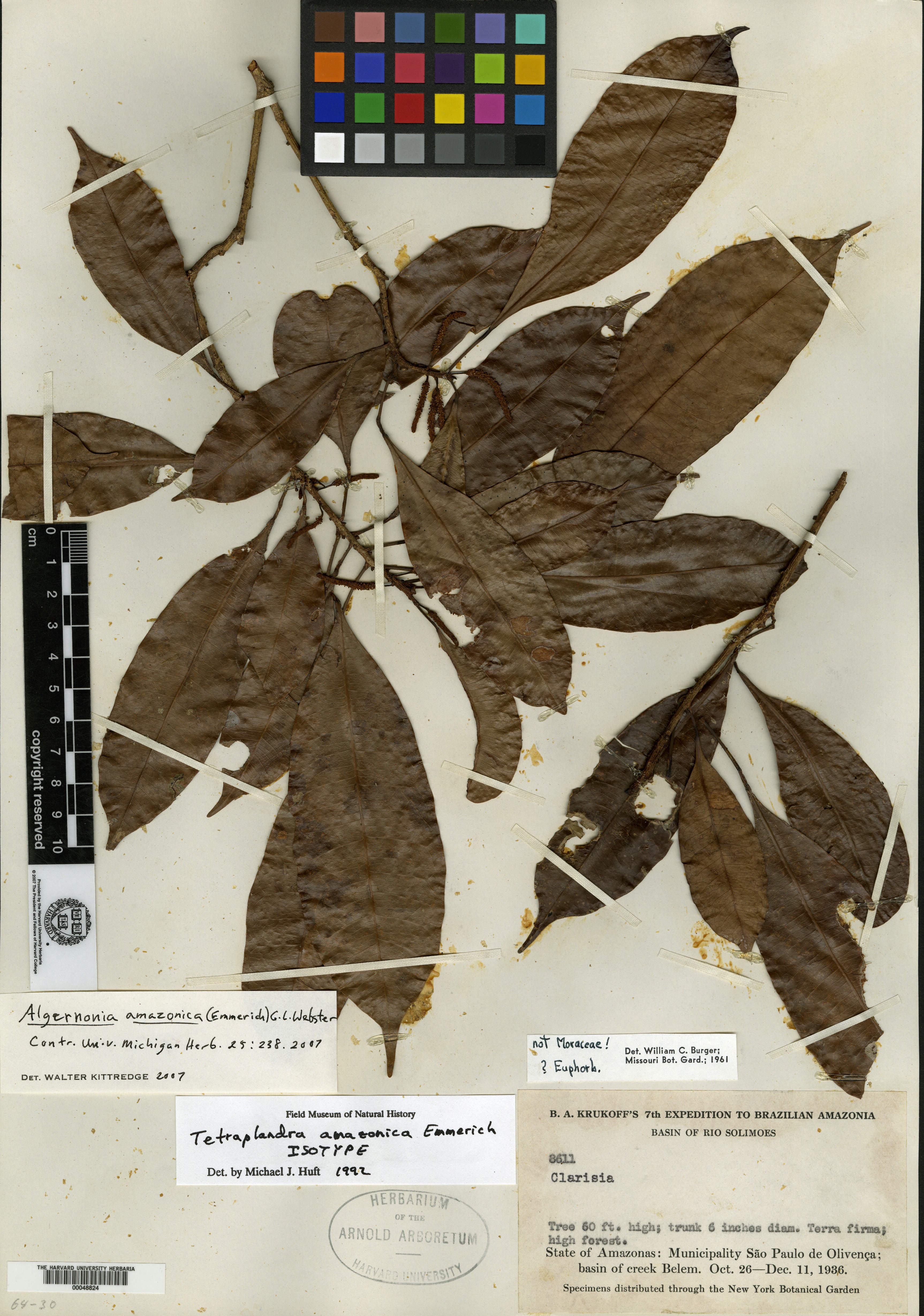 Algernonia amazonica image