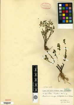Pilea serpyllifolia image