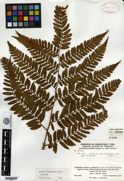 Cyathea steyermarkii image