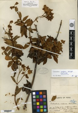 Calceolaria vulpina image