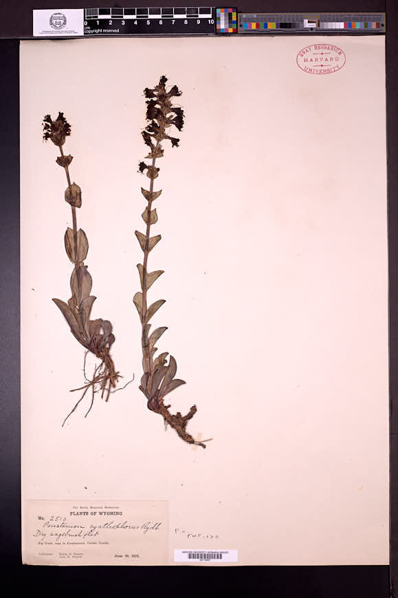 Penstemon cyathophorus image