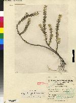Pachyphyllum gracillimum image