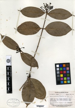 Ixora graciliflora image