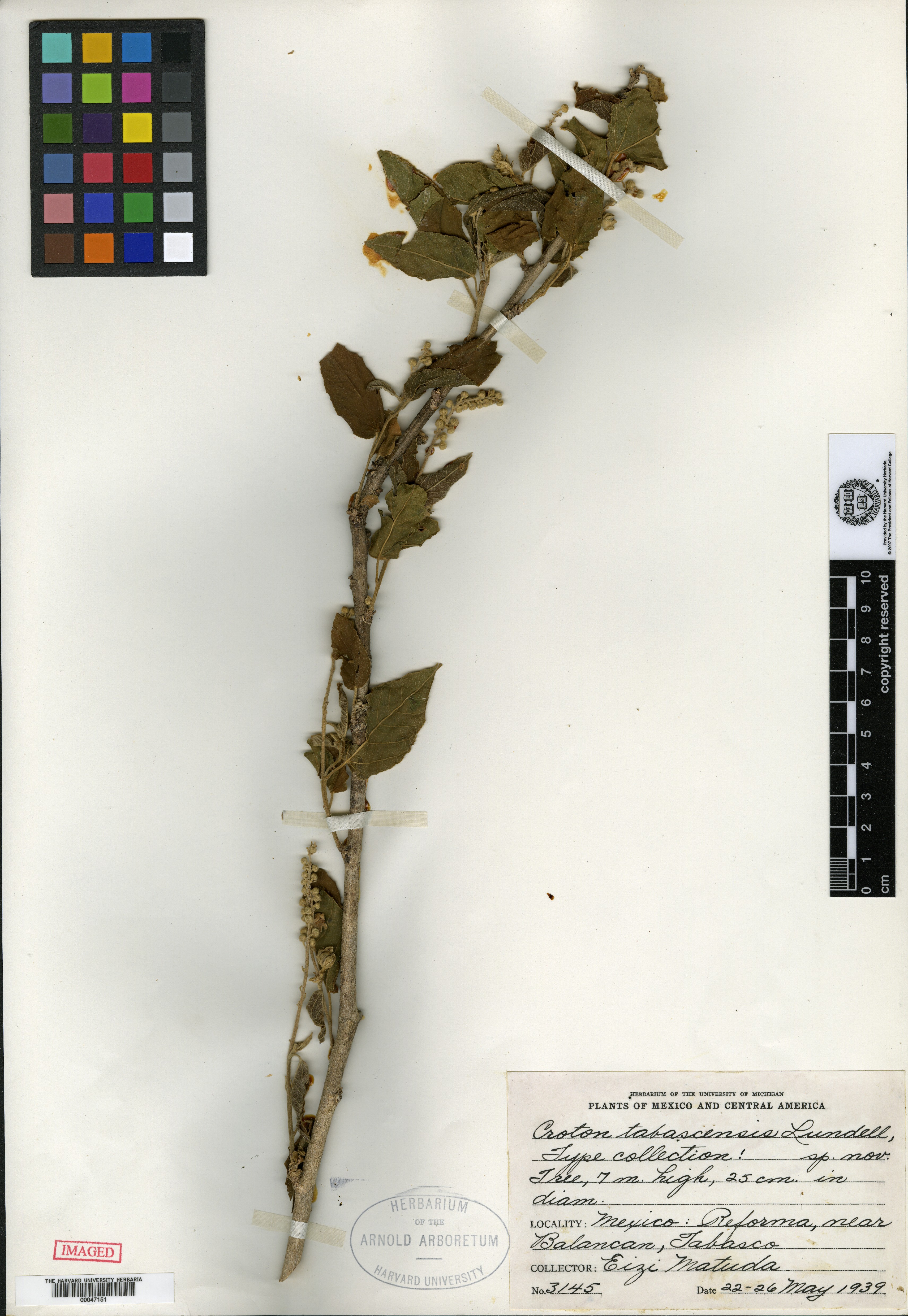 Croton tabascensis image
