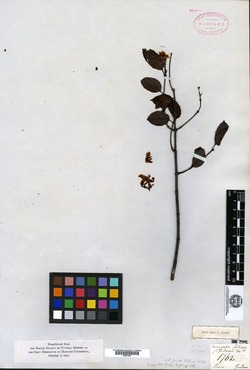 Secondatia floribunda image