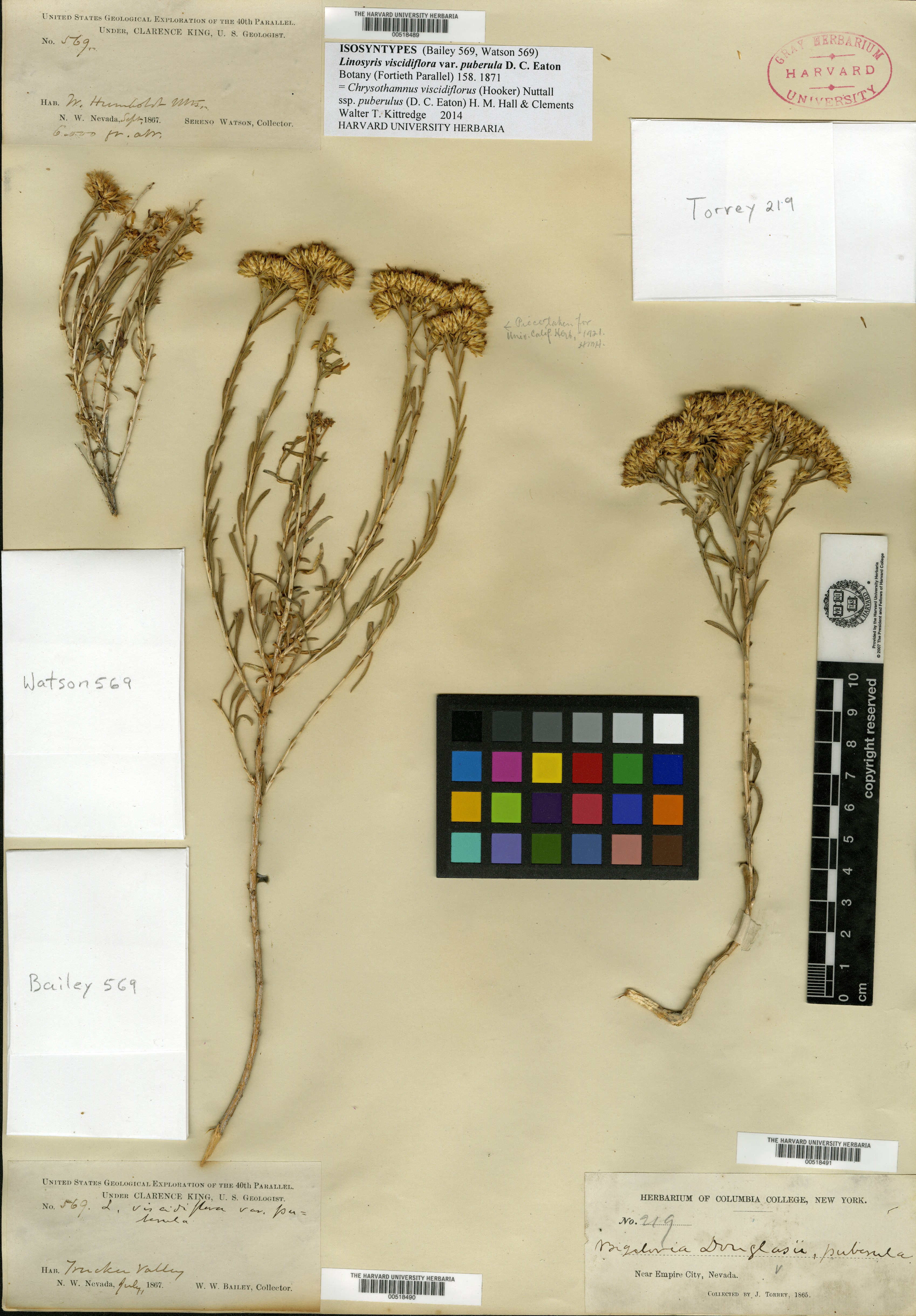 Linosyris viscidiflora var. puberula image