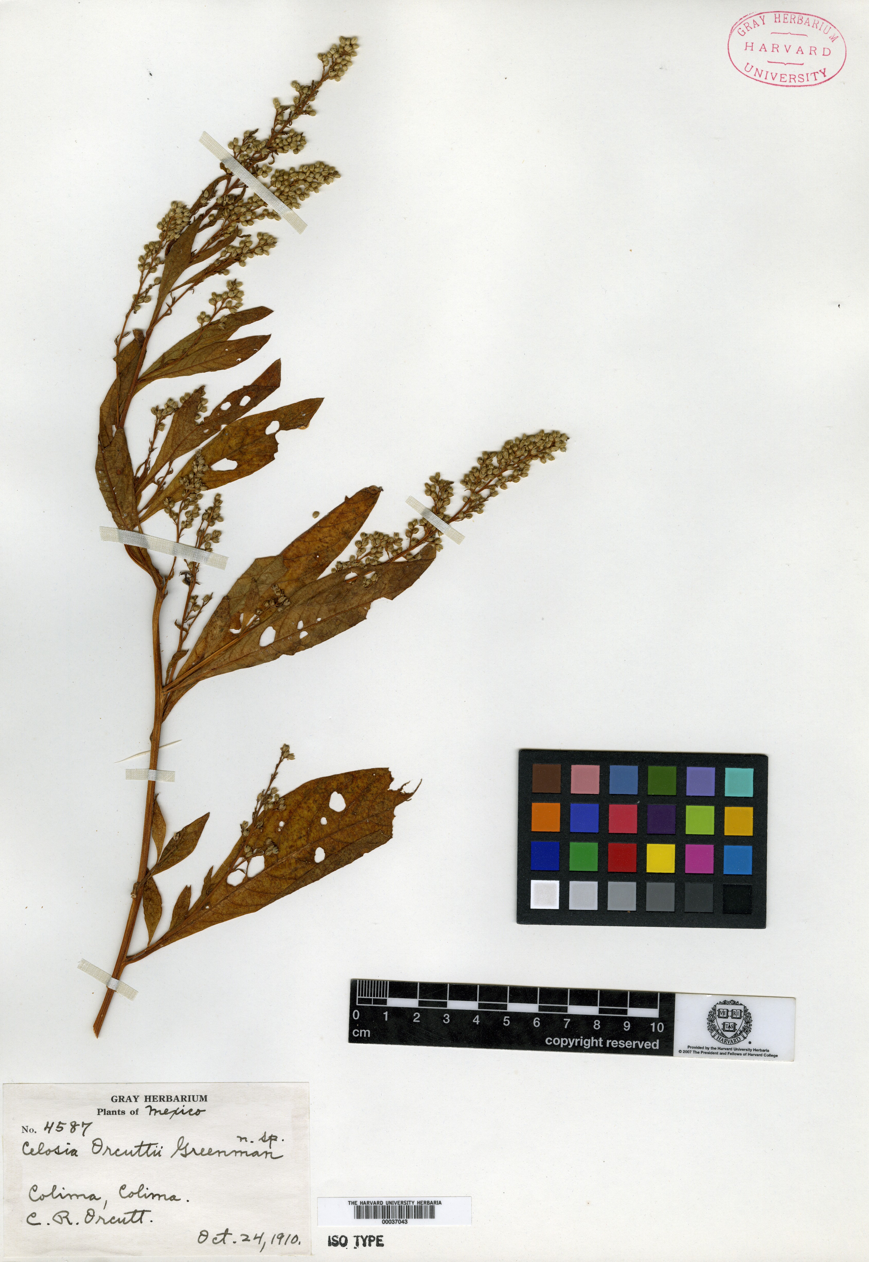 Celosia orcuttii image