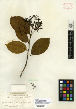 Faramea crassifolia image