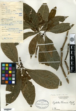 Eumachia boliviana image